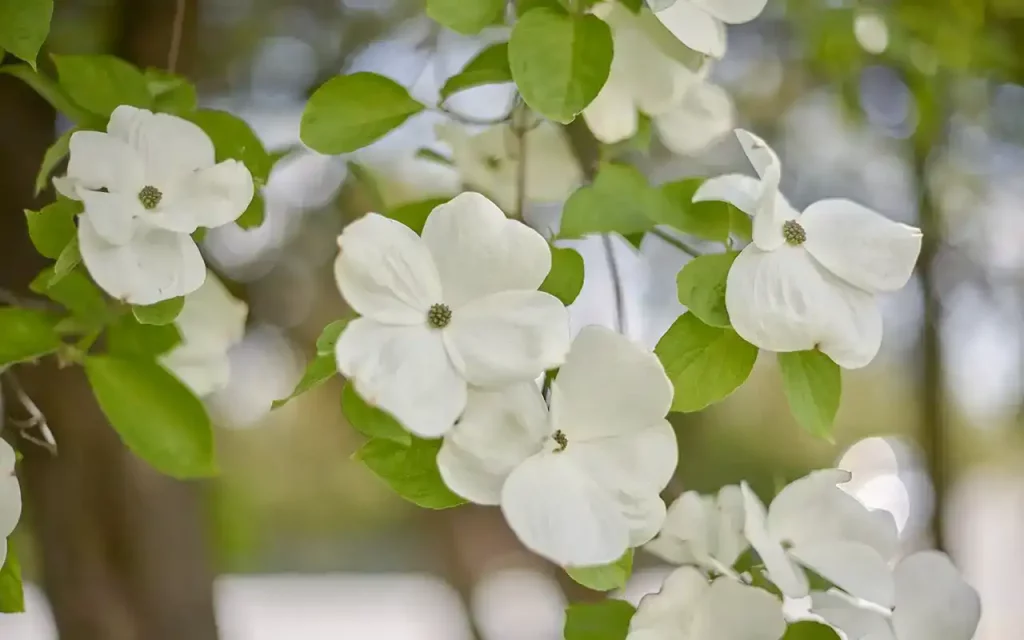 The flowering Dogwood tree is Dogwood Realty's namesake